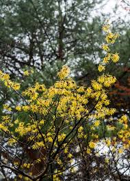 Attēlu rezultāti vaicājumam “Hamamelis virginiana”