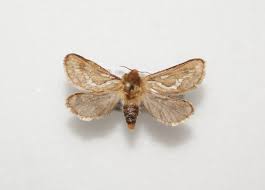 Attēlu rezultāti vaicājumam “Hepialidae”