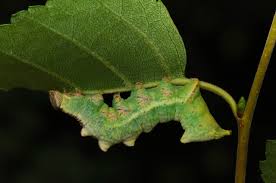 Attēlu rezultāti vaicājumam “Notodonta dromedarius”