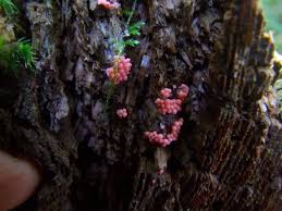 Attēlu rezultāti vaicājumam “Hemitrichia decipiens”