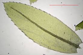 Attēlu rezultāti vaicājumam “Mnium hornum sporophyte”