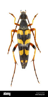 Attēlu rezultāti vaicājumam “Strangalia attenuata”