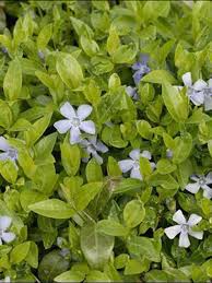 Attēlu rezultāti vaicājumam “Vinca minor flower”