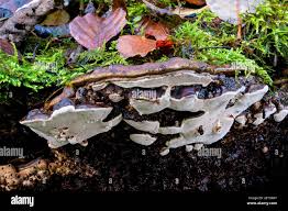 Attēlu rezultāti vaicājumam “Agathomyia wankowiczii”