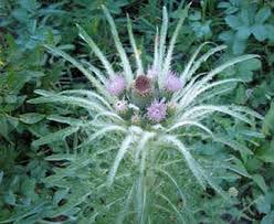 Attēlu rezultāti vaicājumam “Cirsium acaule flower”