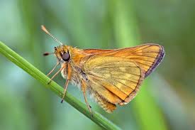 Attēlu rezultāti vaicājumam “Ochlodes sylvanus male”