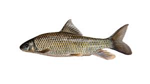 Image result for Moxostoma hubbsi