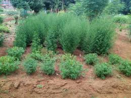 Image result for Artemisia annua