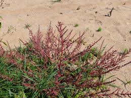 Attēlu rezultāti vaicājumam “Chenopodium polyspermum”