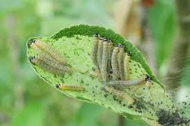 Attēlu rezultāti vaicājumam “Yponomeuta malinellus / cagnagella larva”