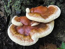 Attēlu rezultāti vaicājumam “Diderma testaceum sessile”