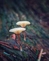 Attēlu rezultāti vaicājumam “Lichenomphalia umbellifera”