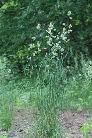 Attēlu rezultāti vaicājumam “Dactylis glomerata subsp. glomerata”