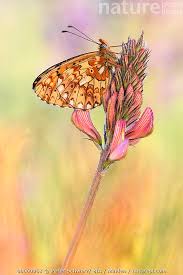 Attēlu rezultāti vaicājumam “Clossiana euphrosyne”