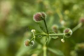 Attēlu rezultāti vaicājumam “Galium aparine fruit”