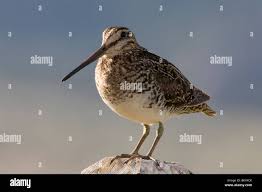 Image result for Gallinago delicata