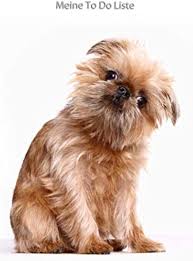 Image result for brüsseler giffon