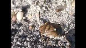 Attēlu rezultāti vaicājumam “Chlorochroa pinicola”