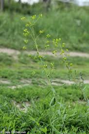 Attēlu rezultāti vaicājumam “Euphorbia virgata leaf”