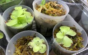 Attēlu rezultāti vaicājumam “Pinguicula vulgaris fruit”