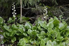 Attēlu rezultāti vaicājumam “Pyrola rotundifolia”