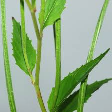 Attēlu rezultāti vaicājumam “Epilobium montanum leaf”