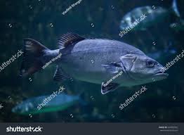 Image result for Polyprion americanus