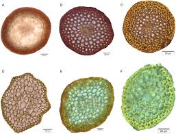 Attēlu rezultāti vaicājumam “Hymenostylium recurvirostrum macro”