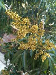 Image result for Litchi chinensis