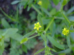 Attēlu rezultāti vaicājumam “Ranunculus sceleratus leaf”