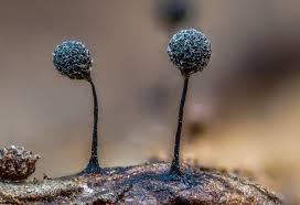 Attēlu rezultāti vaicājumam “Diderma tigrinum spores”