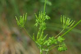 Image result for Anthriscus cerefolium