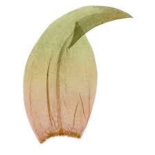 Attēlu rezultāti vaicājumam “Hamatocaulis lapponicus”