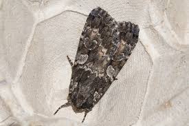 Attēlu rezultāti vaicājumam “Eurois occulta”