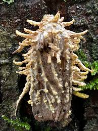 Attēlu rezultāti vaicājumam “Akanthomyces aculeatus”