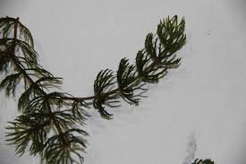 Attēlu rezultāti vaicājumam “Ceratophyllaceae”