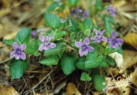 Attēlu rezultāti vaicājumam “Viola reichenbachiana leaf”