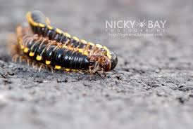 Attēlu rezultāti vaicājumam “Aphodius sp. imago”