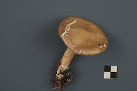 Attēlu rezultāti vaicājumam “Stropharia hornemannii”