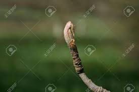 Attēlu rezultāti vaicājumam “Sorbus aucuparia bud”