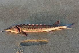 Image result for Acipenser desotoi