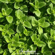 Image result for Origanum vulgare