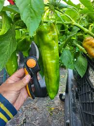 Afbeeldingsresultaat voor aconcagua sweet pepper