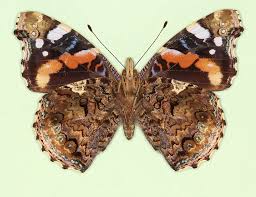 Attēlu rezultāti vaicājumam “Vanessa atalanta upperside”