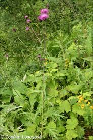 Attēlu rezultāti vaicājumam “Cirsium heterophyllum flower”