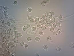 Attēlu rezultāti vaicājumam “Physisporinus sanguinolentus”