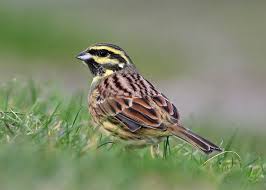Image result for Emberiza cirlus