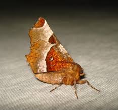 Attēlu rezultāti vaicājumam “Selenia tetralunaria”