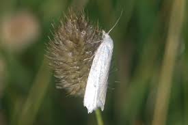 Attēlu rezultāti vaicājumam “Eana argentana”