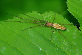 Attēlu rezultāti vaicājumam “Tetragnatha extensa”